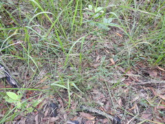 Capillipedium parviflorum