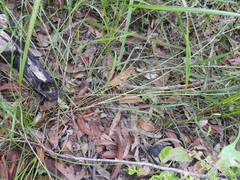 Capillipedium parviflorum