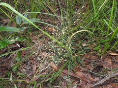 Capillipedium parviflorum