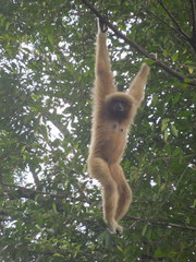 Hylobates