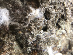 Acariformes