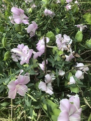 Barleria greenii