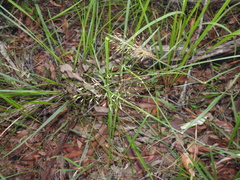 Capillipedium parviflorum