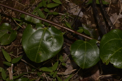 Streptothamnus moorei