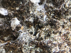 Acariformes