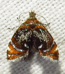 Prochoreutis inflatella
