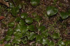 Streptothamnus moorei