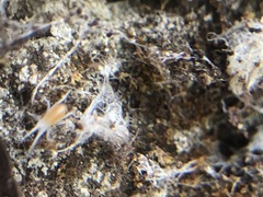 Acariformes