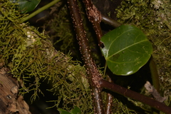 Streptothamnus moorei