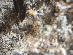 Acariformes