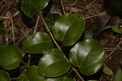 Streptothamnus moorei