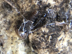 Gastropoda