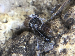 Gastropoda