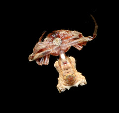 Arkys dilatatus