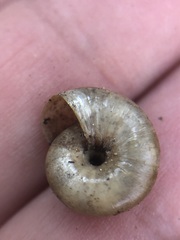 Stylommatophora