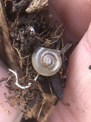 Stylommatophora