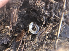 Enchytraeidae