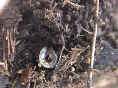 Enchytraeidae