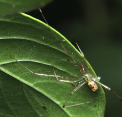 Thwaitesia nigronodosa