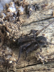 Amaurobius