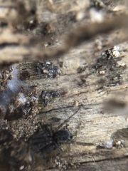 Amaurobius