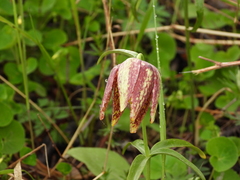 Fritillaria maximowiczii