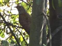 Cuculus canorus