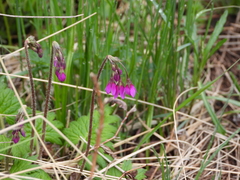 Primula matthioli pekinensis