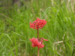 Primula maximowiczii