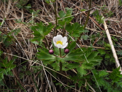 Anemonastrum chinense