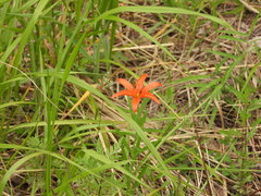 Lilium concolor partheneion