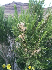 Ericameria paniculata