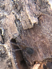 Amaurobius