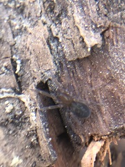 Amaurobius