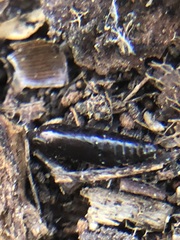 Insecta