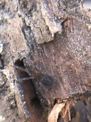 Amaurobius