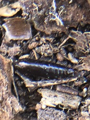 Insecta