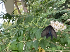 Histia flabellicornis