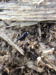 Sepedophilus