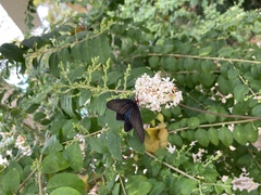 Histia flabellicornis