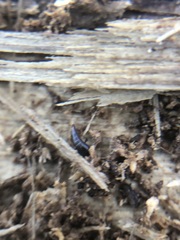 Sepedophilus