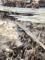 Sepedophilus