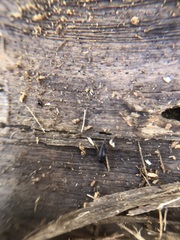 Sepedophilus