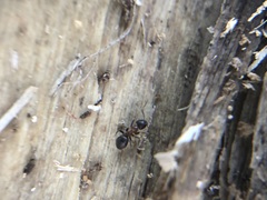 Lasius emarginatus