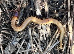 Dicellophilus limatus