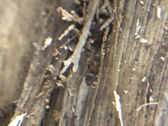 Lasius emarginatus