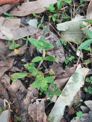 Richardia humistrata