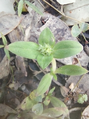 Richardia humistrata