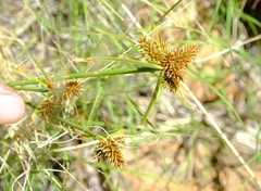 Cyperus indecorus var. namaquensis image