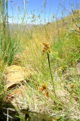 Cyperus indecorus var. namaquensis image